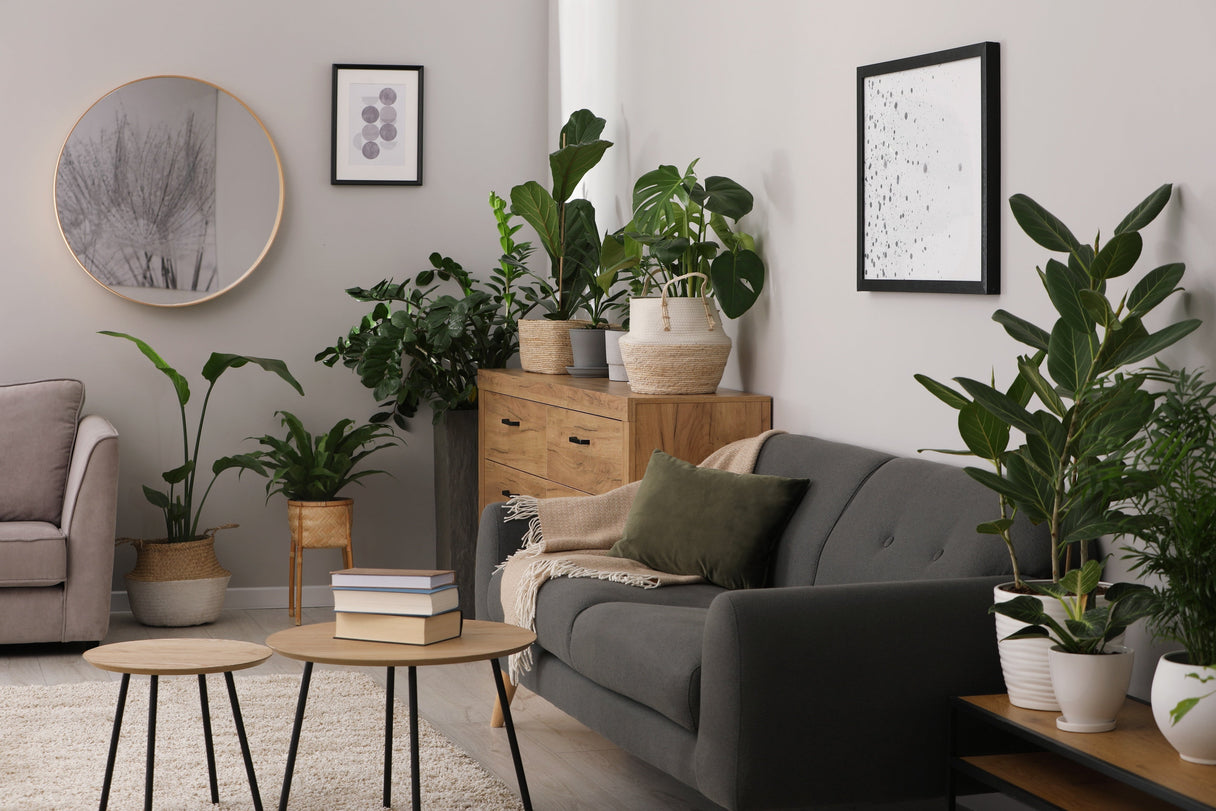 Plantes et jardins